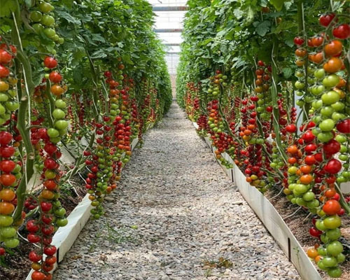 مجتمع گلخانه ای فامنین