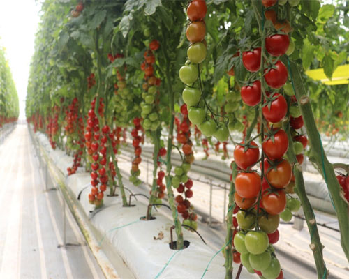 مجتمع گلخانه ای فامنین