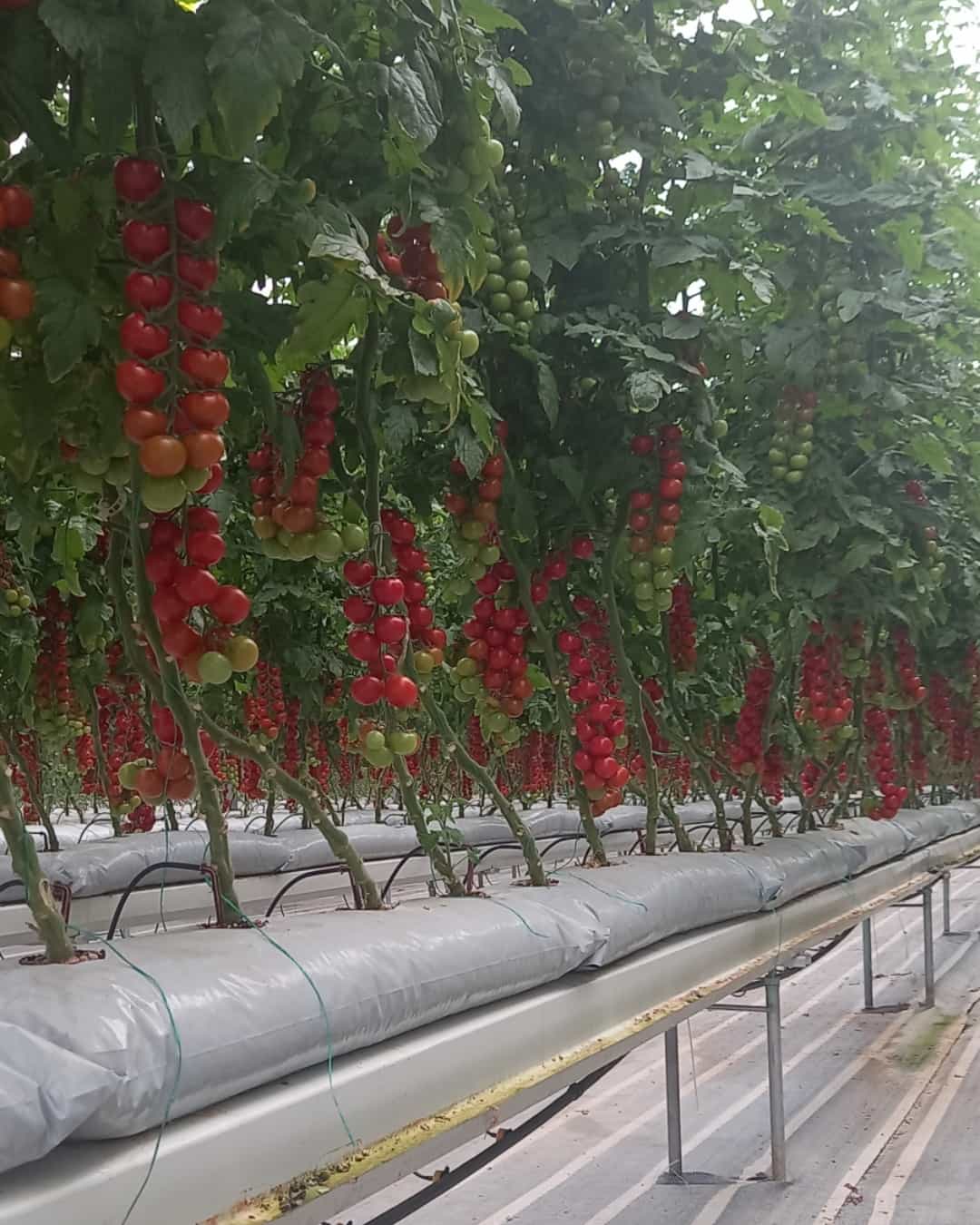 Famenin Greenhouse Complex