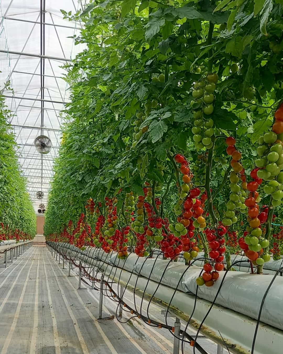 مجتمع گلخانه ای فامنین