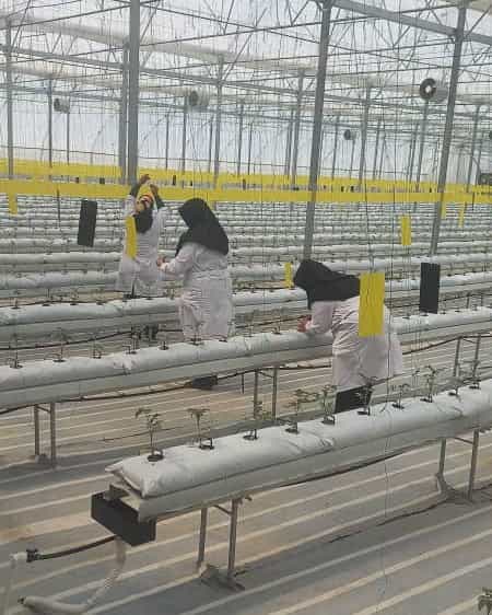 مجتمع گلخانه ای فامنین